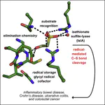 Molecular basis of C-S bond cleavage in the glycyl radical enzyme isethionate sulfite-lyase
