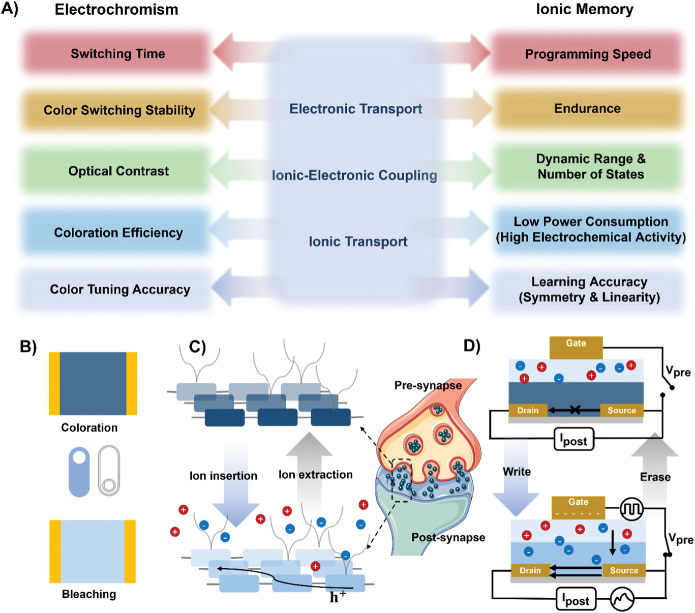 Unraveling Polymer–Ion Interactions In Electrochromic Polymers For ...