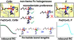Why Nonheme Iron Halogenases Do Not Fluorinate C–H Bonds: A Computational Investigation